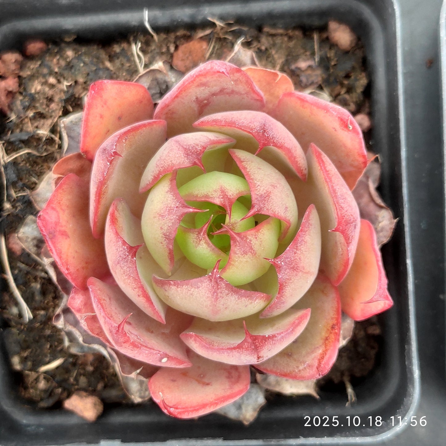 YBB081 ヤンジン（6.5cm pot）