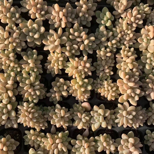 23450 チーズケーク（3cm pot）（ポット苗）