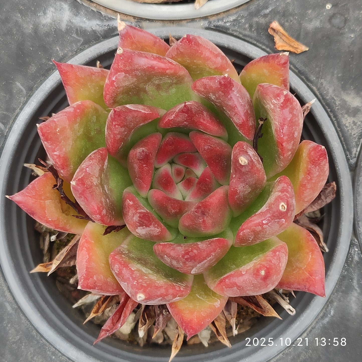 MMY594 フランク(9cm pot)