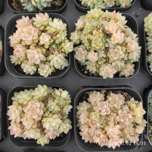 22603  ジェムストーン（6.5cm pot）