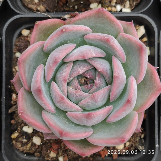 RC143 ピキャッチュー（7cm pot）