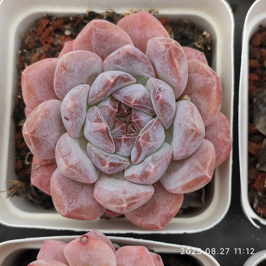 XQ1410 レッド　フェイス（7cm pot）