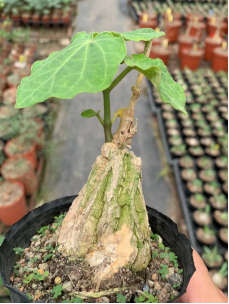 FGY032 メーテリー シクロフィラー (9cm pot)葉がなし