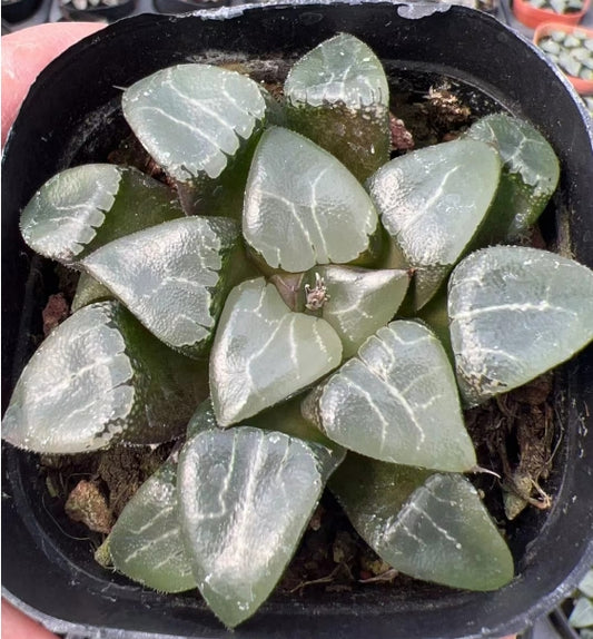 CS188 ハオルチア 月影（7cm pot）