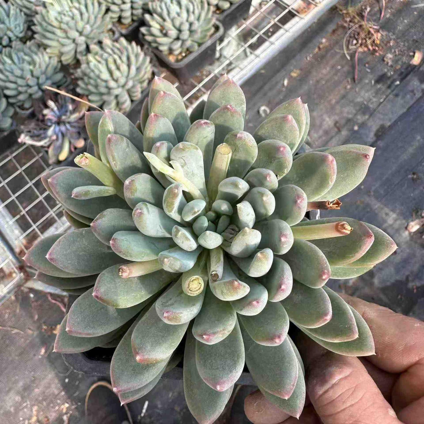 22224 ジェフリー