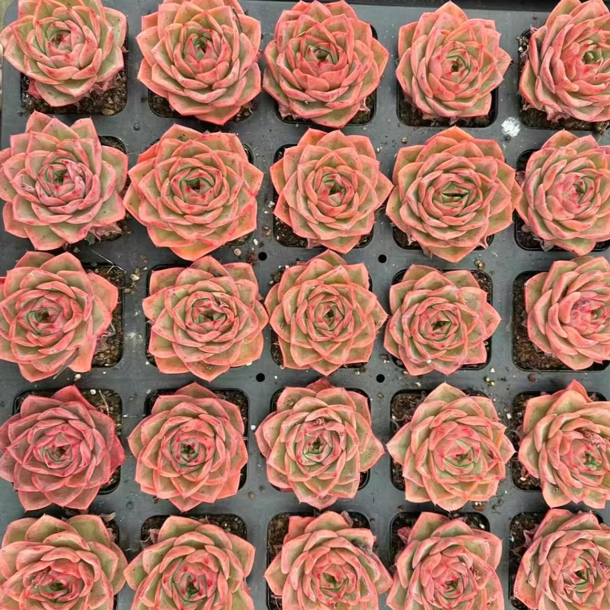 21974 プリンセス　アイオン　ファン（7cm pot）