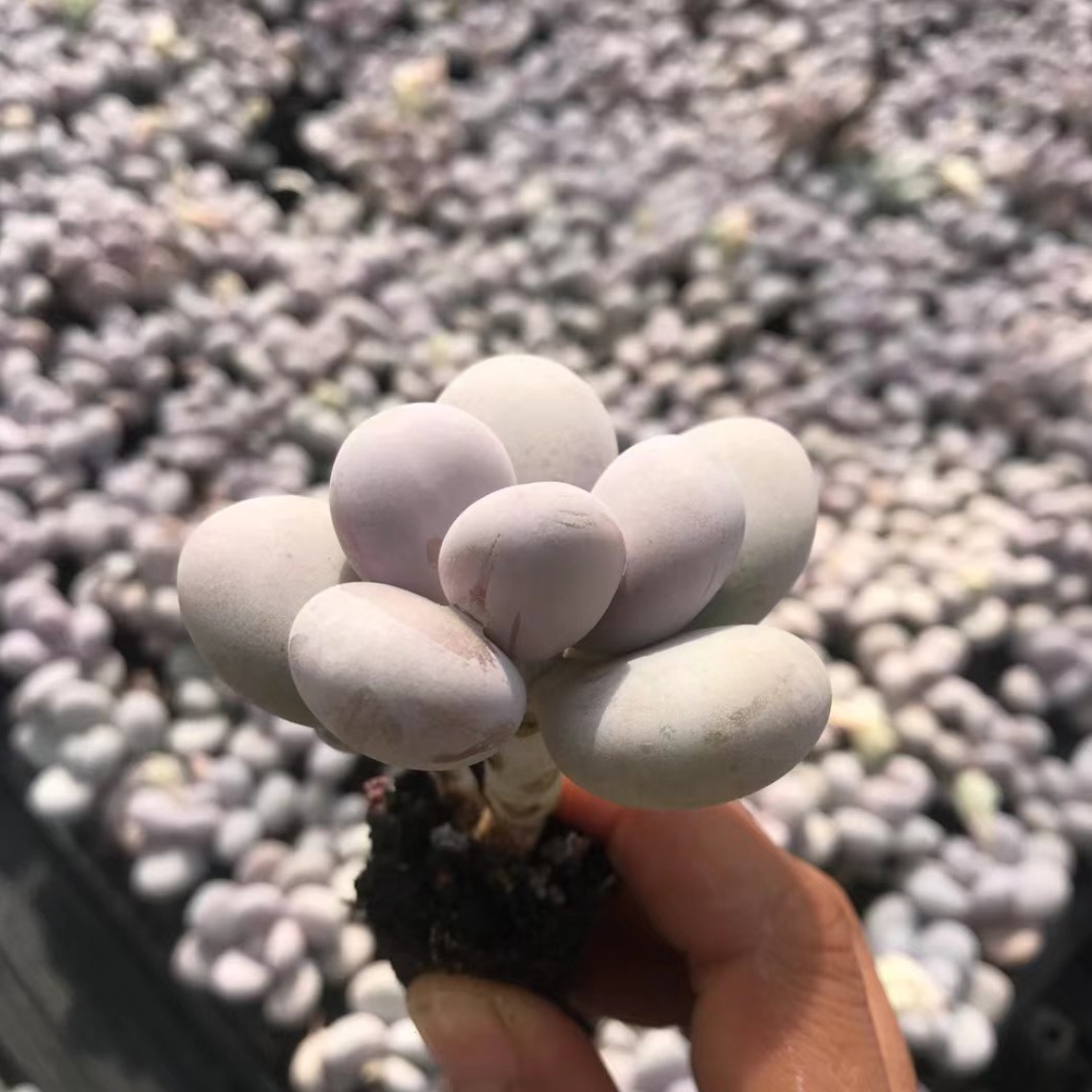 23376 オビフェルム（3cm pot）（ポット苗）