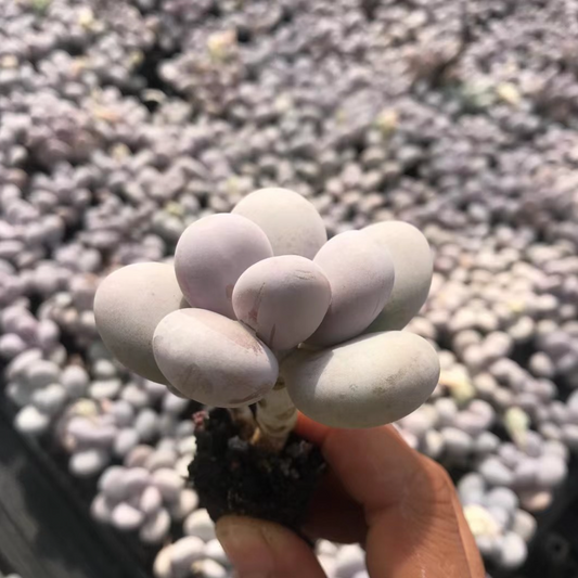 23376 オビフェルム（3cm pot）（ポット苗）