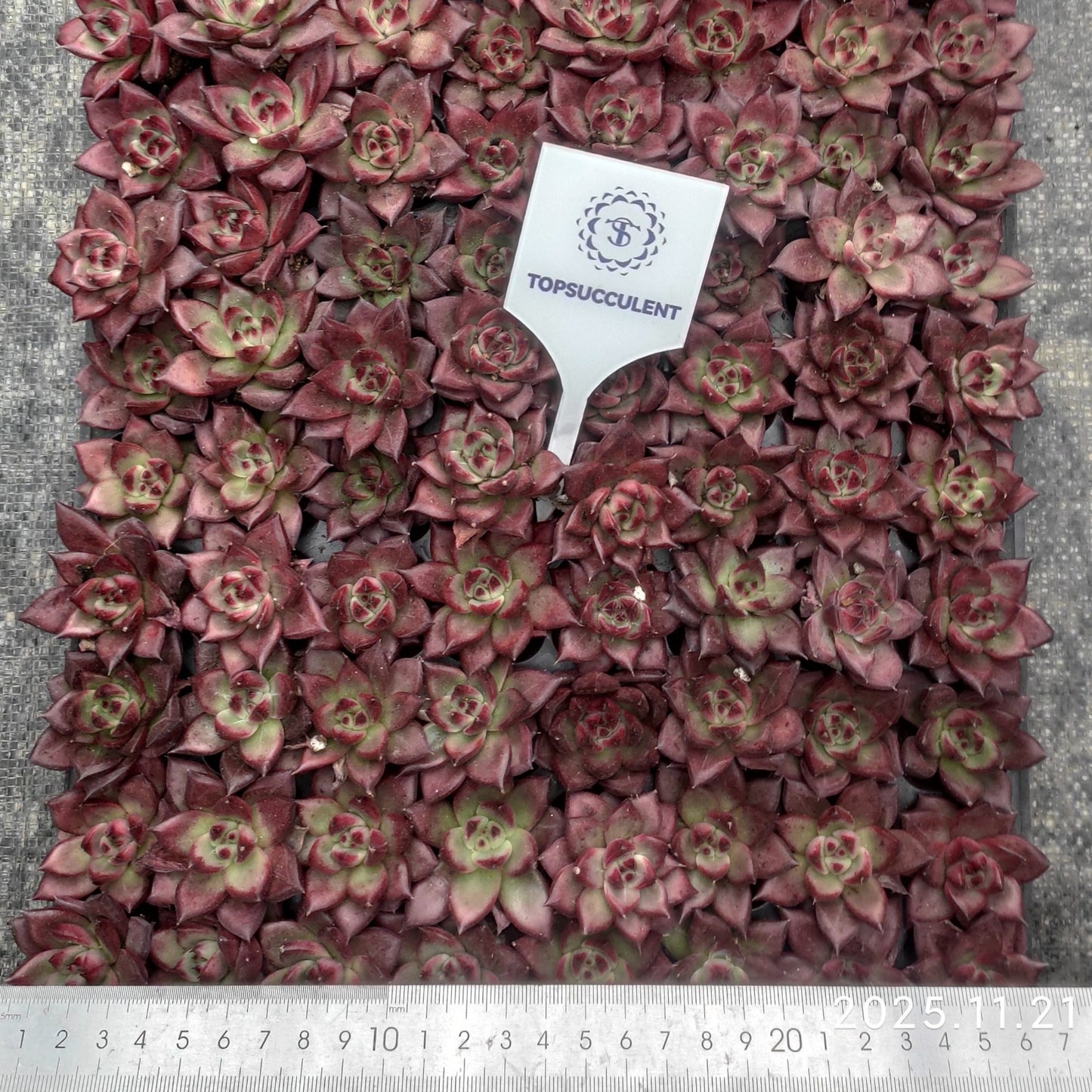 19424  アクエリアス（3cm pot）（ポット苗）