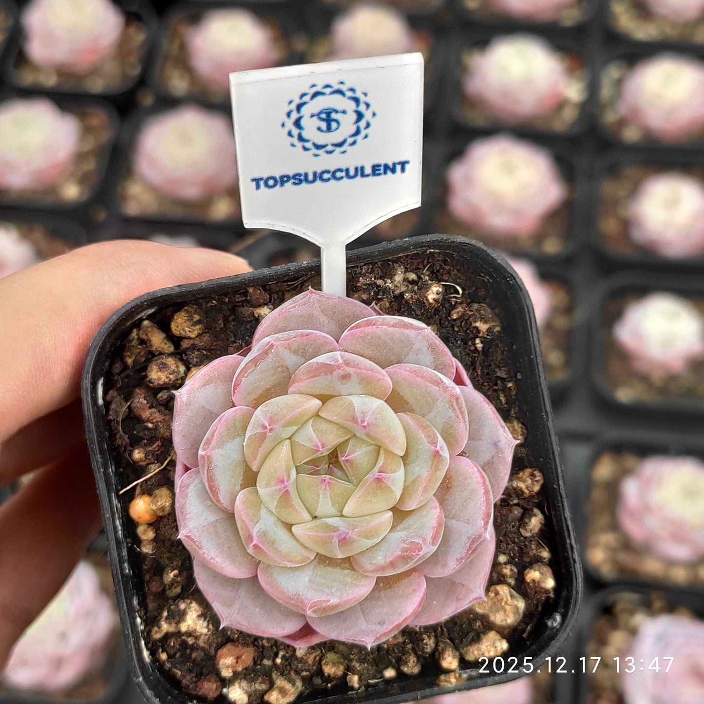 23757 モンローHyb