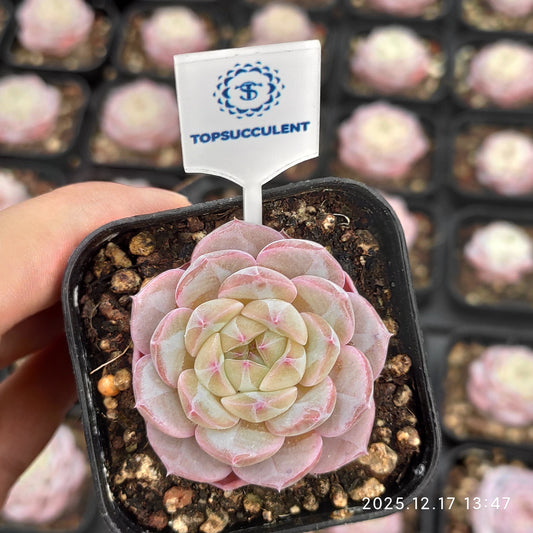 23757 モンローHyb