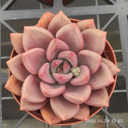 ZXX639 ピンクレディ （12cm pot）