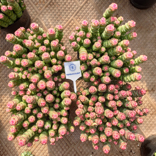 24502 パーフォーラッター薬錦