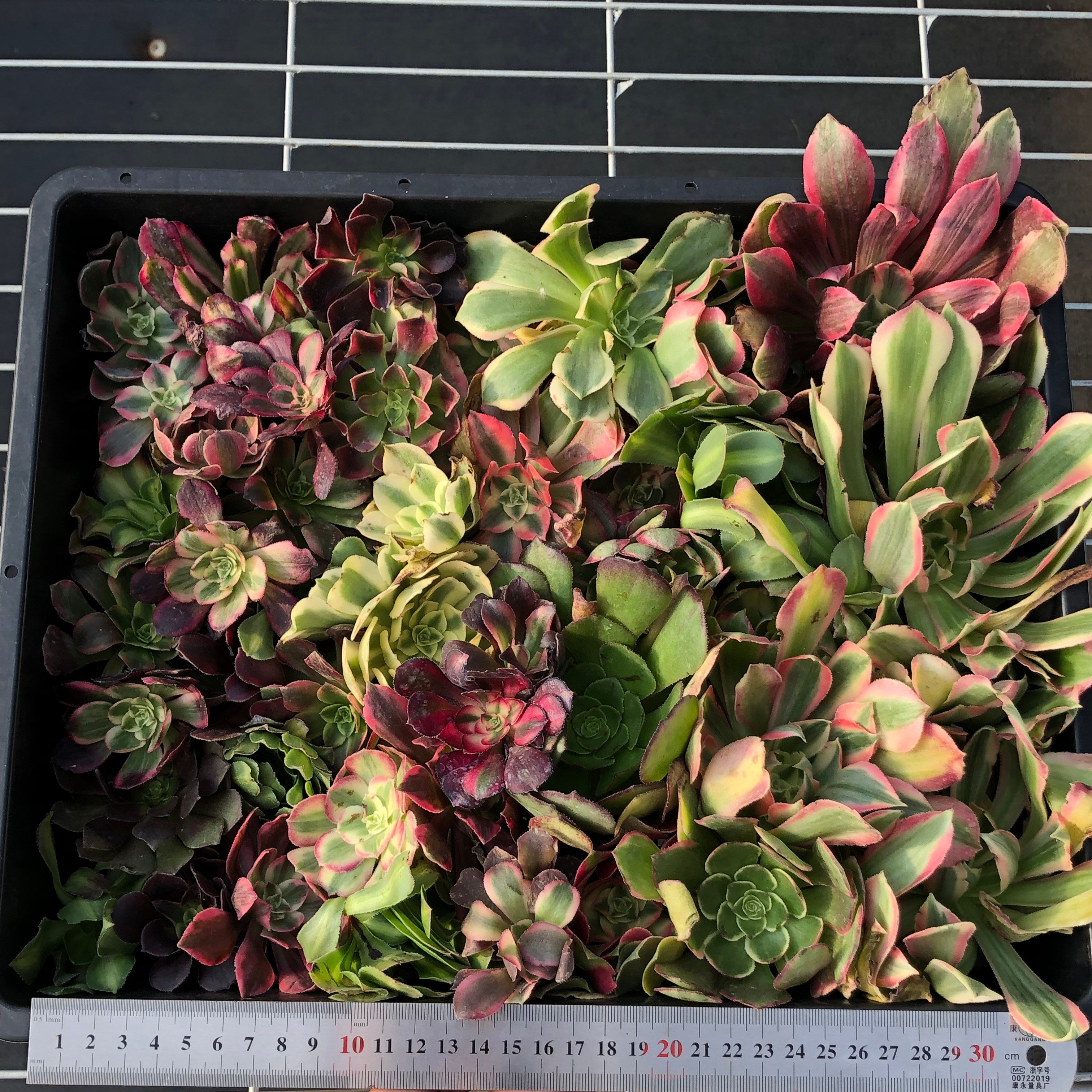 アエオニウム （カット苗）ミックス苗 – Top Succulent®