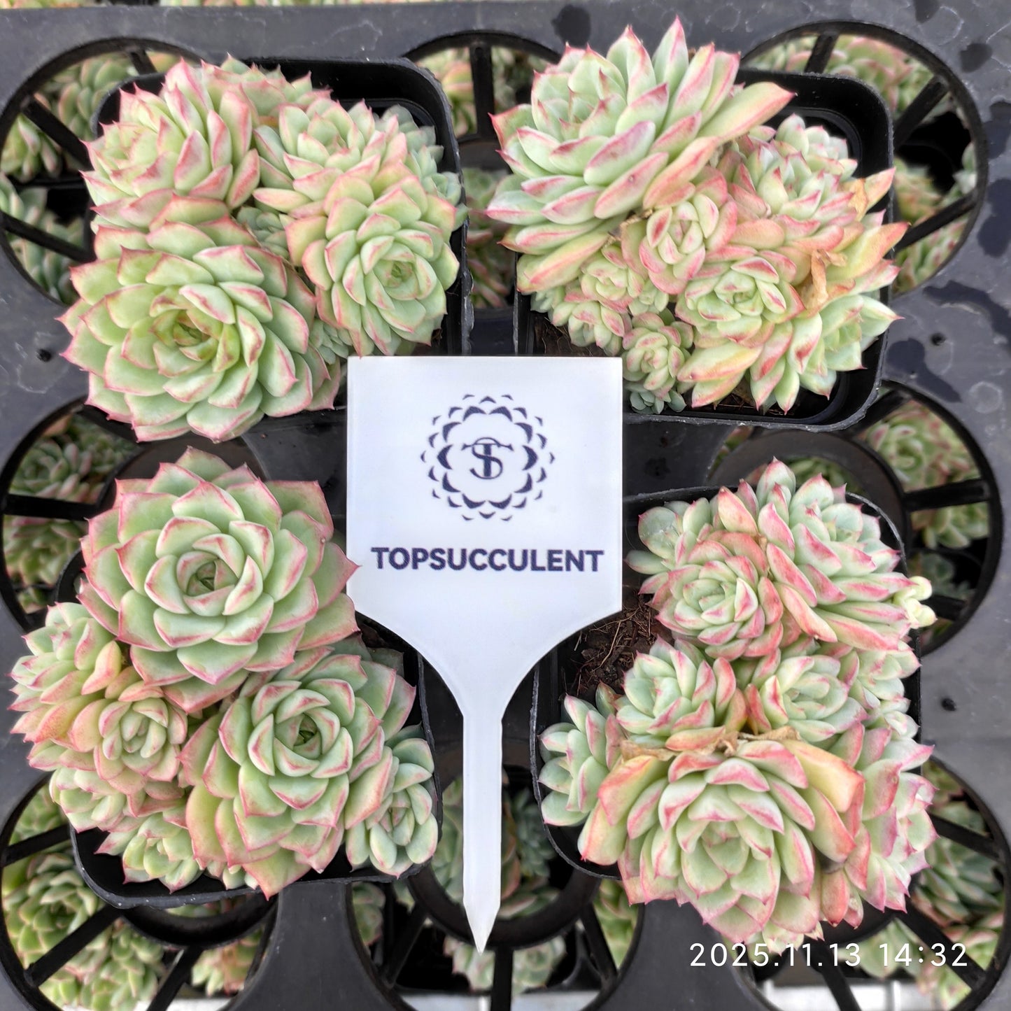 22474  ライン　クィーン（7cm pot）