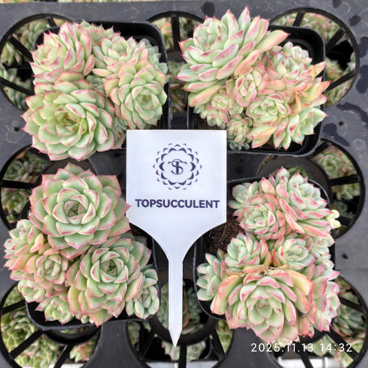 22474  ライン　クィーン（7cm pot）