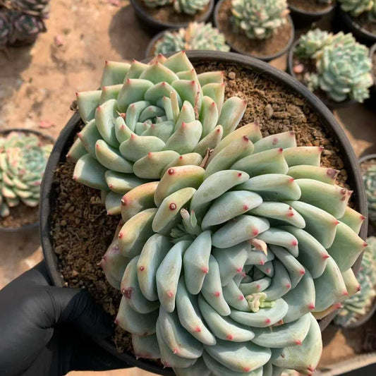 26204 ホワイトラタム