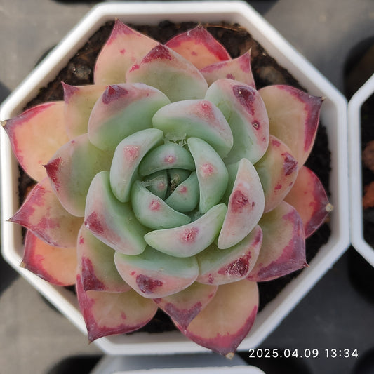 YBB019 ラタム（50cm pot）