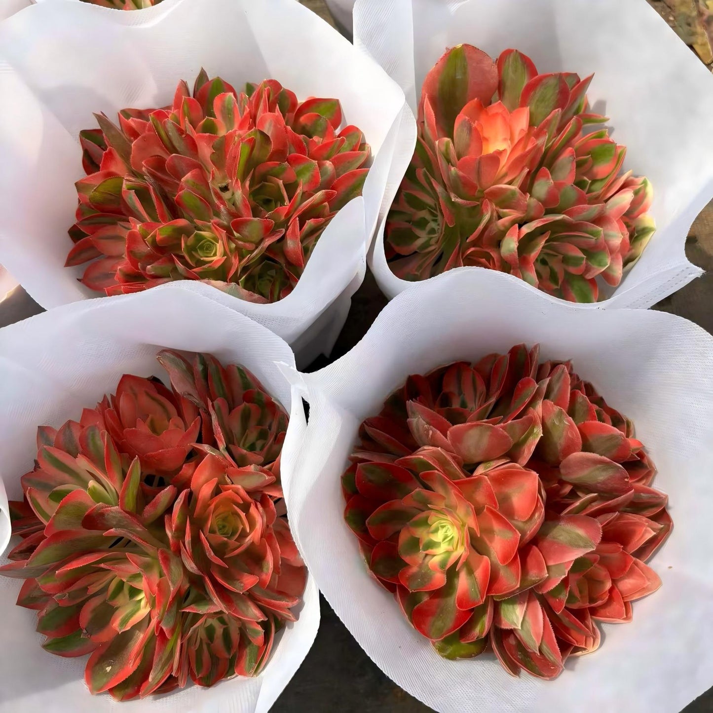 261211 アエオニウム　ウィッチ錦