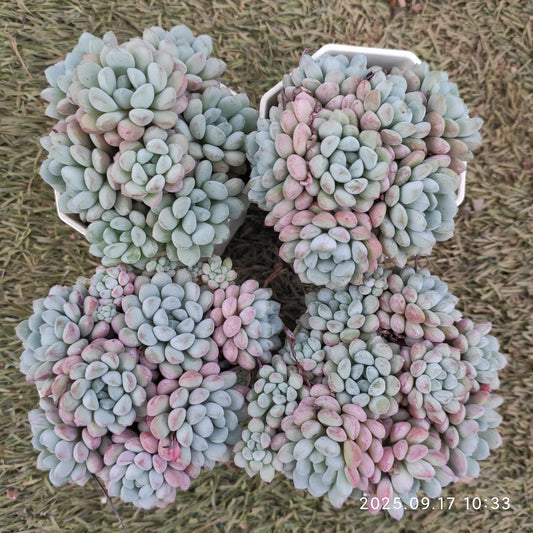 NGN292 リトルレッドエッグ（7cm pot）