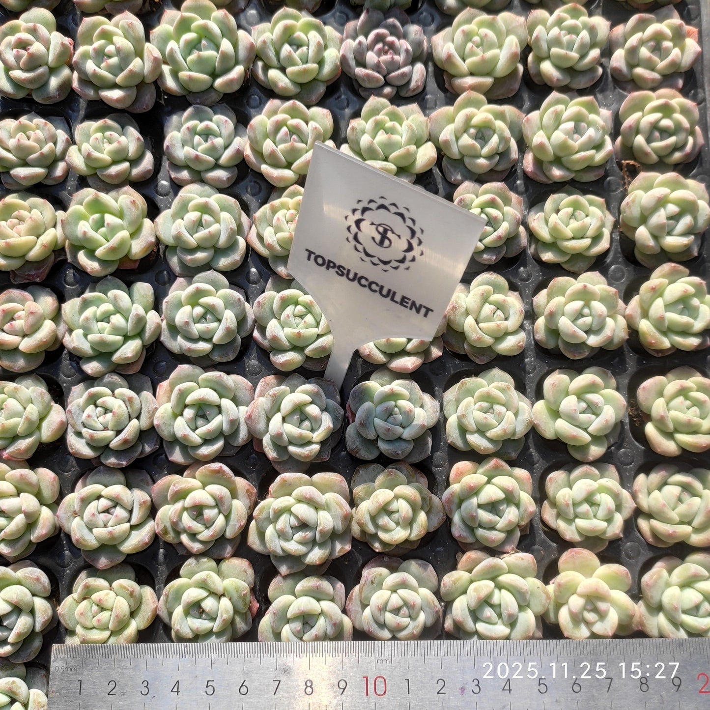 220571 グレイズ　アフターグロー（3cm pot）（ポット苗）