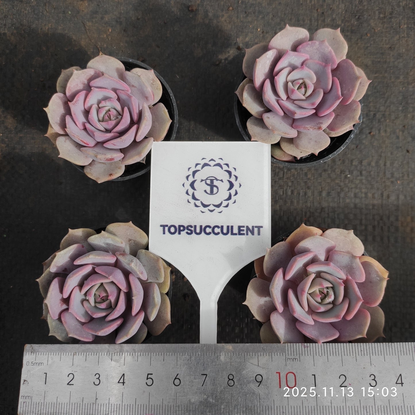 17133 ピンクバタフライ（5.5cm pot）