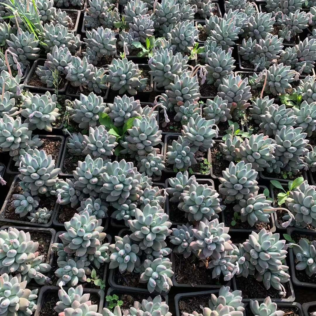 26226 スターリースカイビューティー