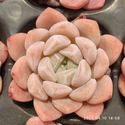 NGN564 アイス　ドル （7cm pot）