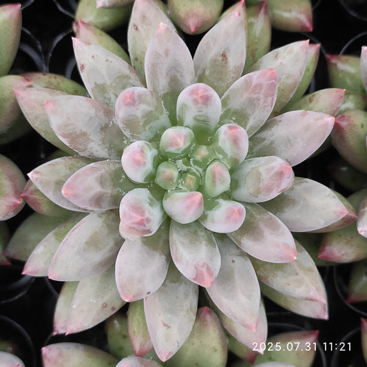 MMT834 チェリーズ（7cm pot）