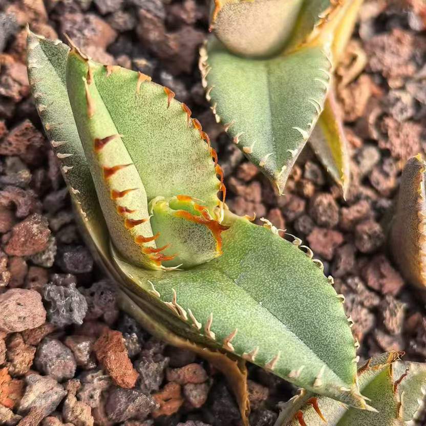 24290 アース　ウォリア