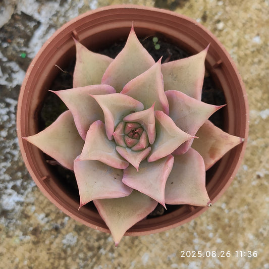 XY232 マディバ（7cm pot）