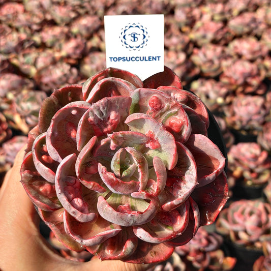 6433 レインドロップス錦