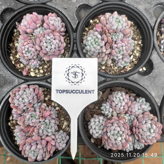 22794 オリジナルアモエナ（9cm pot）