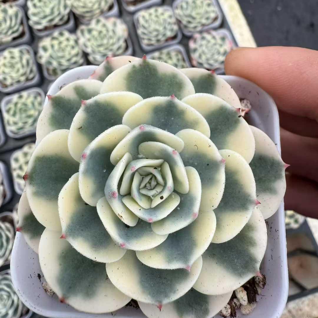 22403 ルノーディーン錦（6.5cm pot）