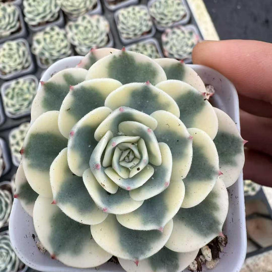 22403 ルノーディーン錦（6.5cm pot）