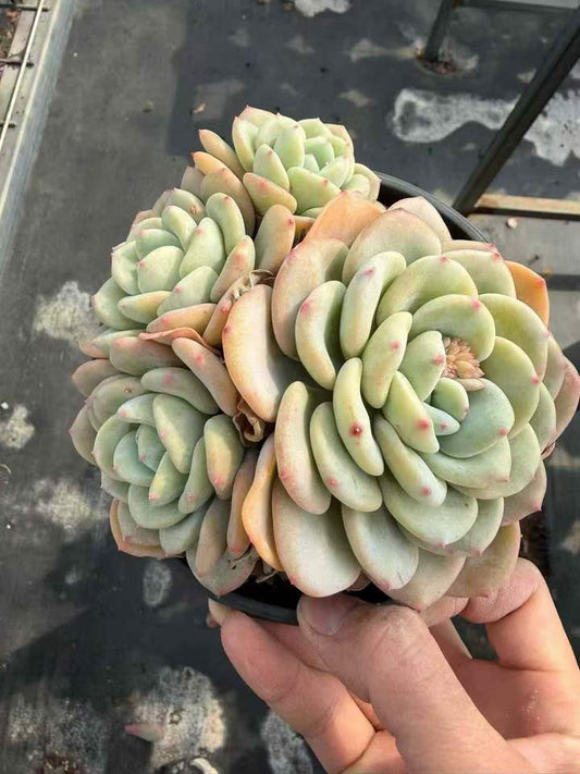 26539 スノーブロッサムシー