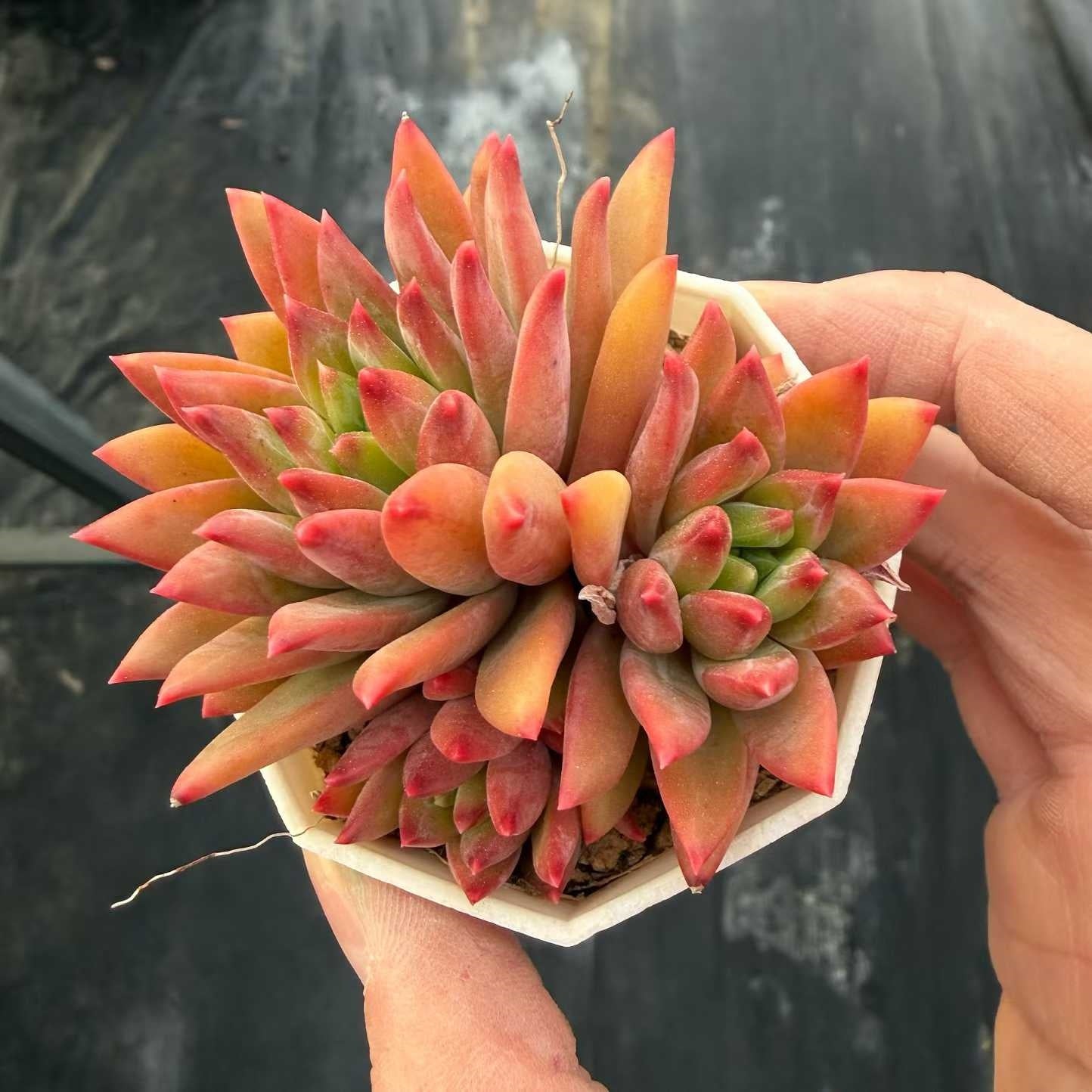 360715 ウェール