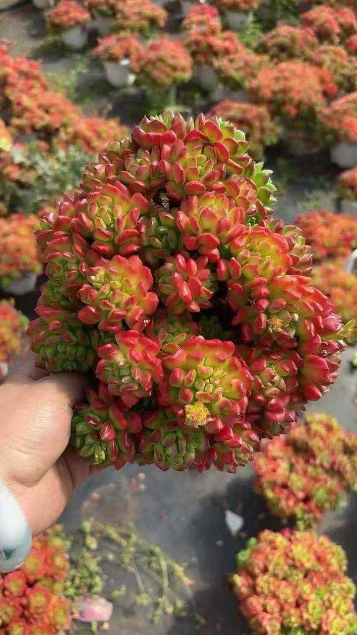 263441 スモールランタン