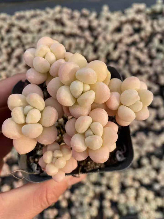 262591 バブルガム