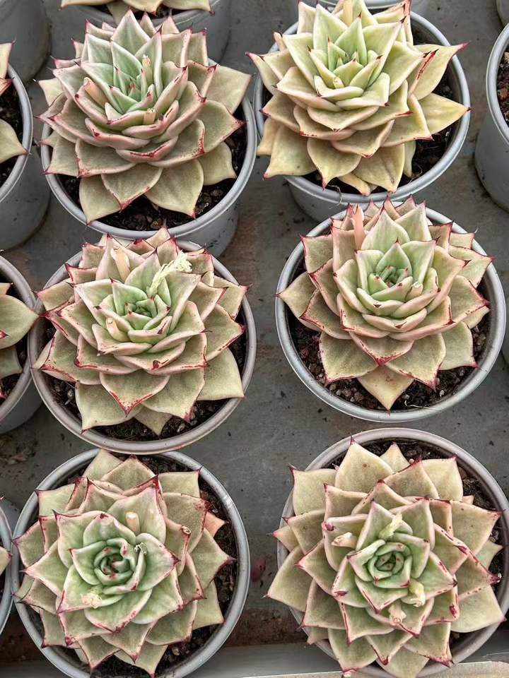 T26447 スターズ錦