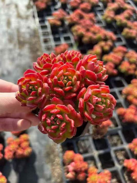 262681 スモールランタン