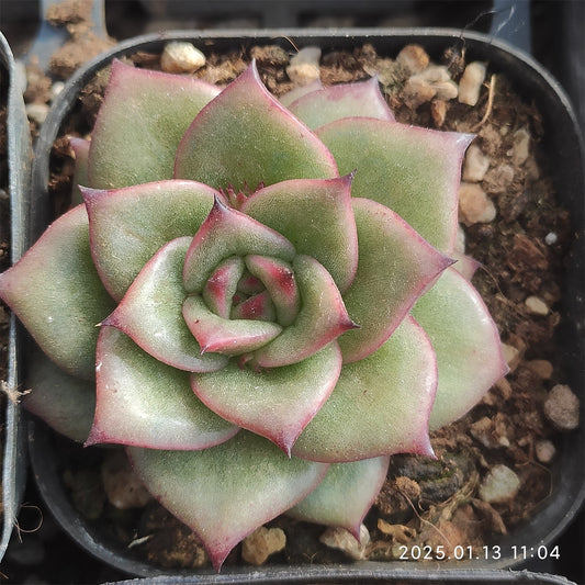 ZX197 ランブラー (7cm pot)