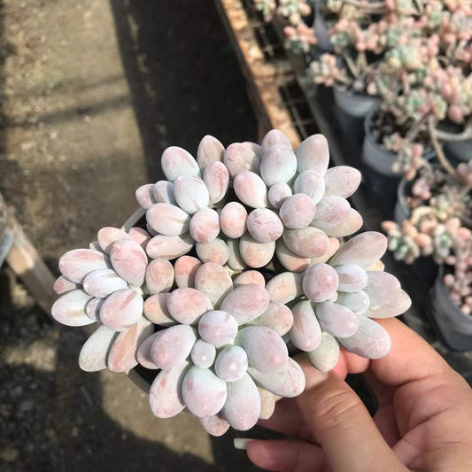363978 オレンジスノーボール