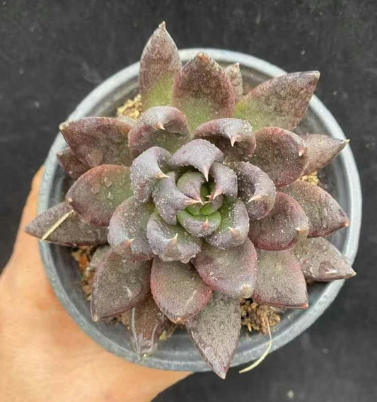 BL1217 ダークナイト (12cm pot)