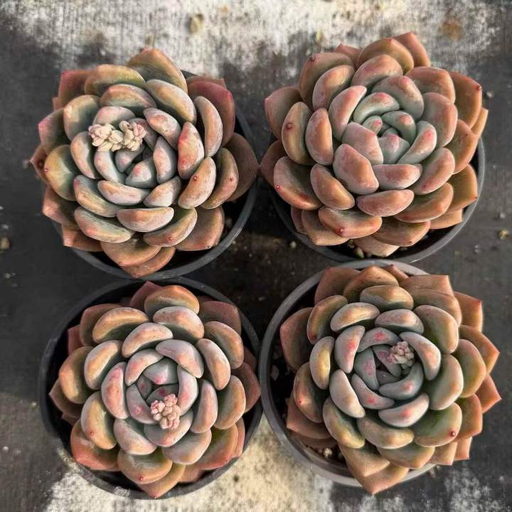 263371 モンロー x オパリナ