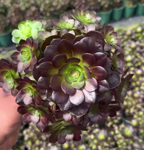 263581 レッドフレイム