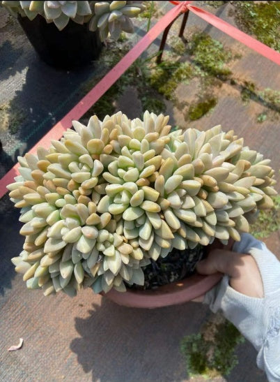 112385 淡雪綴化