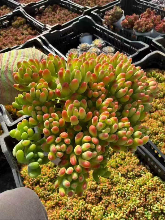 263531 レモン　フィンガー