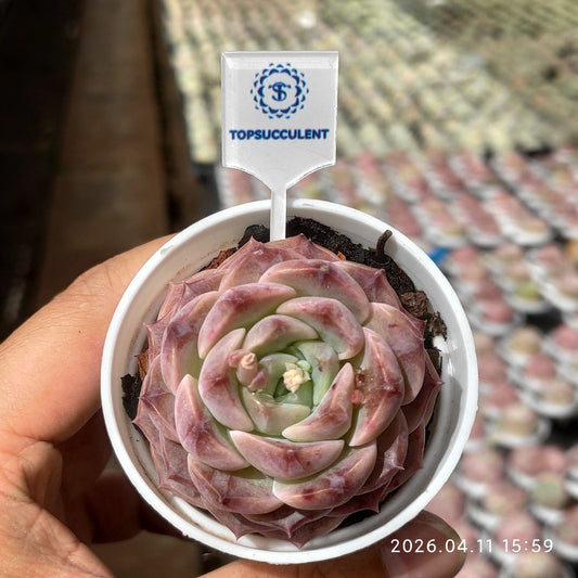 361505 モーブ ペタル