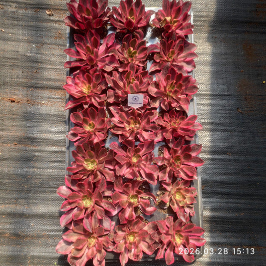 360913 アエオニウム　ファントム